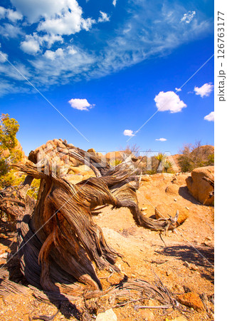 Joshua Tree National Park Yucca Valley in Mohave desert California 126763177