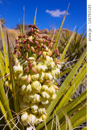 Yucca brevifolia flowers in Joshua Tree National Park Yucca brevifolia flowers in Joshua Tree National Park 126763185