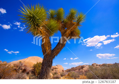 Joshua Tree National Park Yucca Valley California 126763187