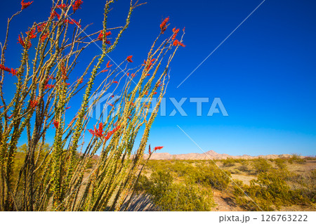Ocotillo Fouquieria splendens red flowers in Mohave desert Ocotillo Fouquieria splendens red flowers in Mohave desert 126763222