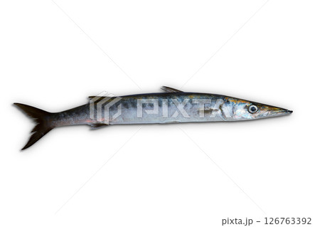 Barracuda fish Sphyraena isolated on white 126763392