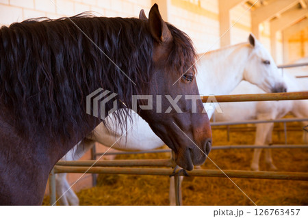 Horses in a row at cattle fair in Spain Horses in a row at cattle fair in Spain 126763457