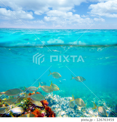 Mediterranean underwater with salema fish school Mediterranean underwater with salema fish school 126763459