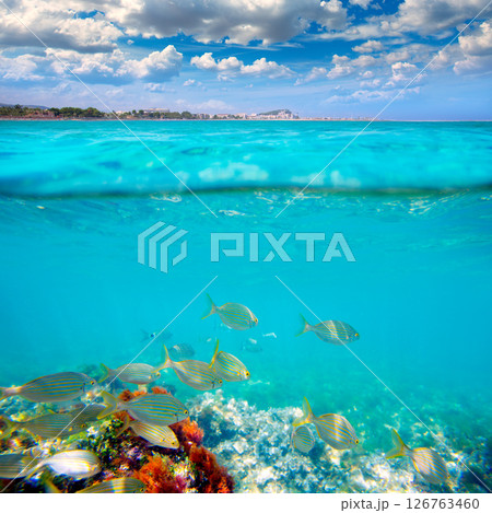 Denia Alicante Marineta Casiana beach fishes underwater Denia Alicante Marineta Casiana beach fishes underwater 126763460