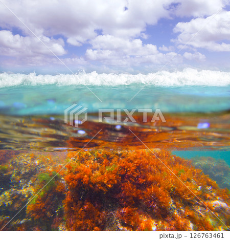 Mediterranean underwater seaweed algae in Denia Javea Mediterranean underwater seaweed algae in Denia Javea 126763461