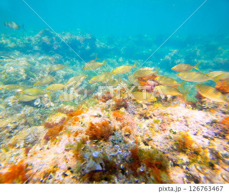 Mediterranean underwater with salema fish school 126763467