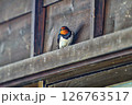 日本家屋にとまるツバメ 126763517