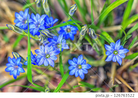 春の光を浴びるハルリンドウ 126763522