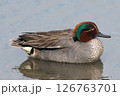 コガモ 126763701