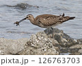 チュウシャクシギの食事 126763703