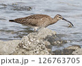 チュウシャクシギの食事 126763705
