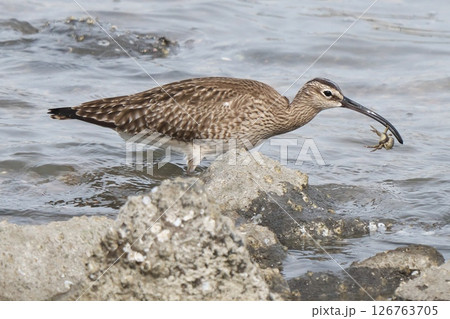 チュウシャクシギの食事 126763705