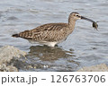 チュウシャクシギの食事 126763706