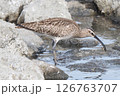 チュウシャクシギの食事 126763707