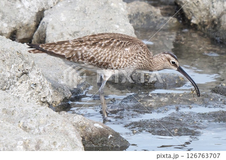 チュウシャクシギの食事 126763707