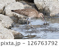 チュウシャクシギの食事 126763792