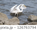 ダイサギ 126763794