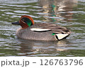 コガモ 126763796