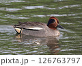 コガモ 126763797