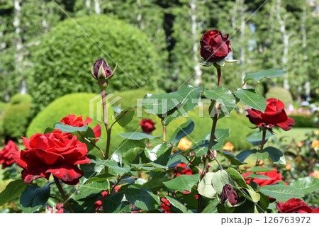 美しいバラ 126763972