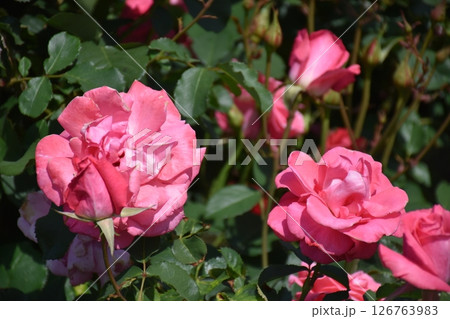 美しいバラ 126763983