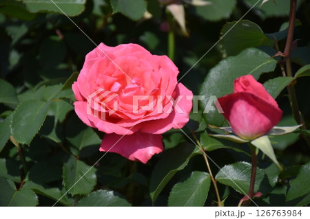 美しいバラ 126763984