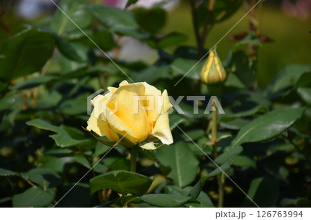 美しいバラ 126763994