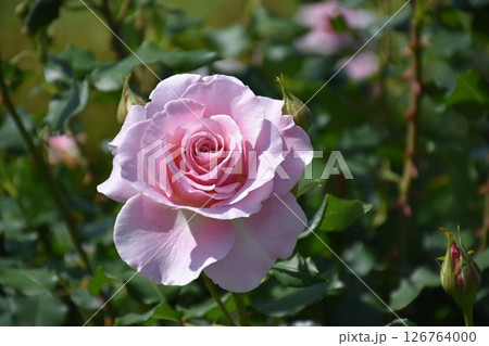美しいバラ 126764000