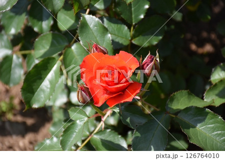 美しいバラ 126764010