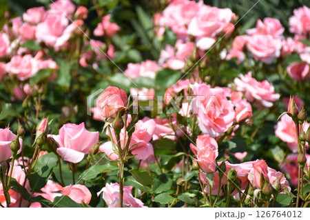 美しいバラ 126764012