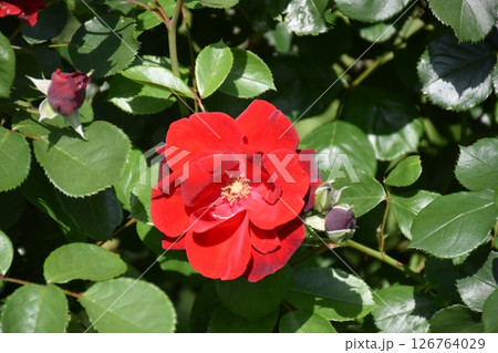 美しいバラ 126764029