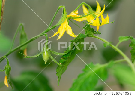 Tomato blossoming in greenhouse conditions in spring Tomato blossoming in greenhouse conditions in spring 126764053