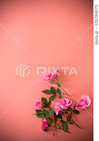 Delicate roses on pink background with copy-space 126764070