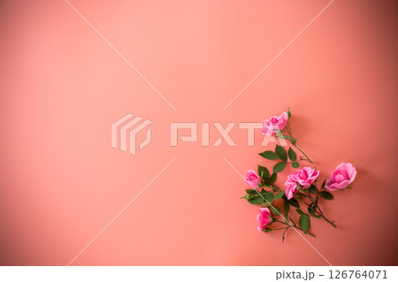 Pink roses from above on plain background without objects 126764071