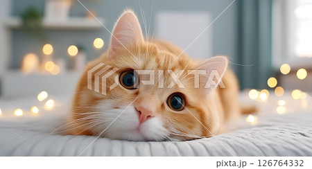 A cute orange cat lies on a cozy bed, gazing curiously at the camera with big, expressive eyes, surrounded by softly glowing fairy lights, creating a warm and inviting atmosphere. A cute orange cat lies on a cozy bed, gazing curiously at the camera with big, expressive eyes, surrounded by softly glowing fairy lights, creating a warm and inviting atmosphere. 126764332