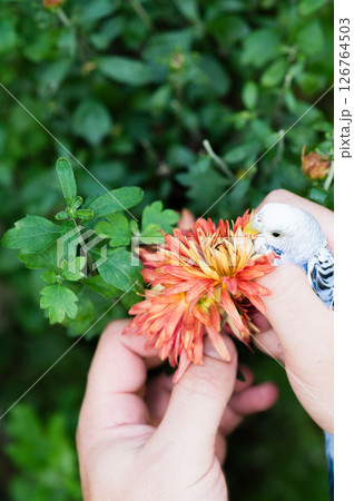Small bird and orange flower held gently in hands. 126764503