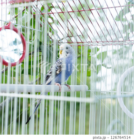 A blue and white budgie perched inside its cage, enjoying the outdoor view. 126764514