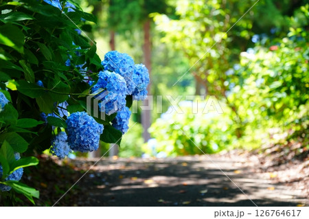 水色のアジサイの咲く道 水色のアジサイの咲く道 126764617