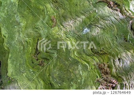 Close-up of the bark of a 300-year-old pine tree. Puszcza Piska Forest. Masuria in Poland. 126764649