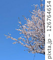 青空と満開の桜が広がる春の風景 126764654