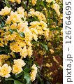 モッコウバラの黄色い花が咲く春の風景 126764695