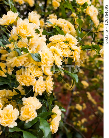 モッコウバラの黄色い花が咲く春の風景の写真素材 [126764695] - PIXTA