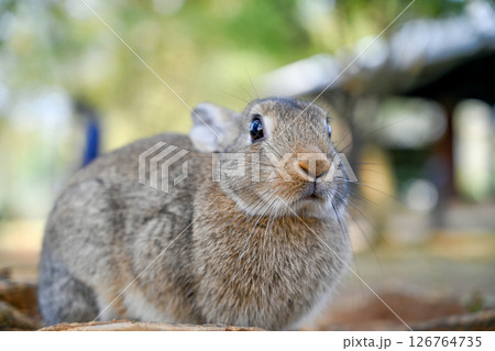 かわいい 可愛い キュート 126764735