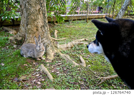 バニー うさぎ 子うさぎ 126764740
