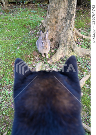 バニー うさぎ 子うさぎ 126764742