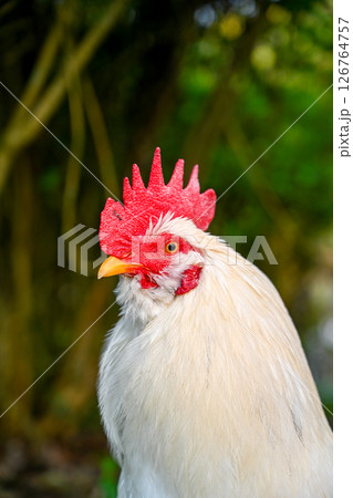 農耕 農業 動物 126764757