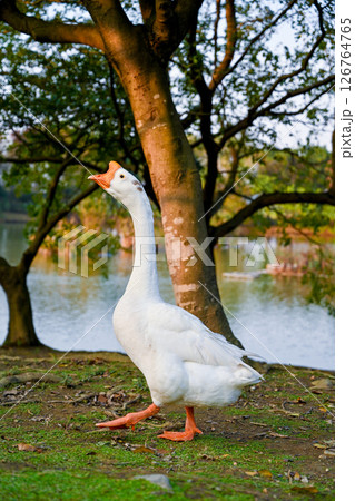 動物 動物学 秋の季節 126764765