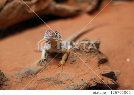 The Central Netted Dragon is nature animal in australia The Central Netted Dragon is nature animal in australia 126765000