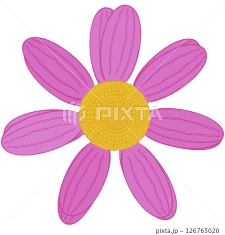 Beautiful shape and colors of purple blossom flower petals. 126765020