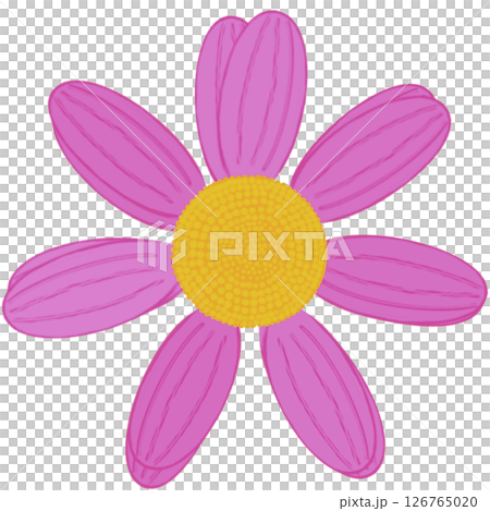 Beautiful shape and colors of purple blossom flower petals. 126765020